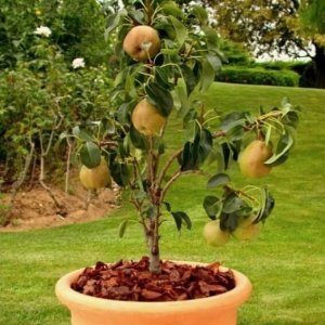 Mini hruška - stĺpovitá (Pyrus communis) ´GARDEN PEARL´ - jesenná , výška: 80-100 cm, obvod kmeňa: 8/10 cm, kont.C10L